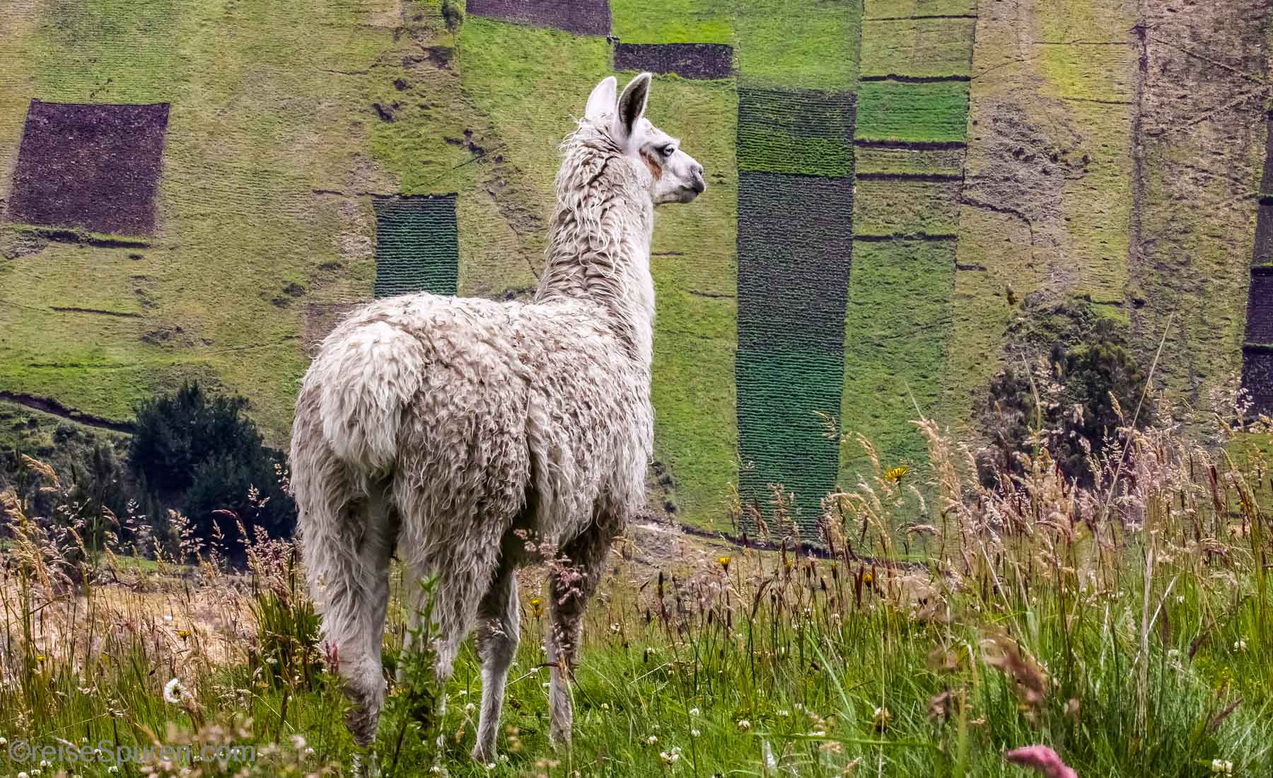 Ecuador
