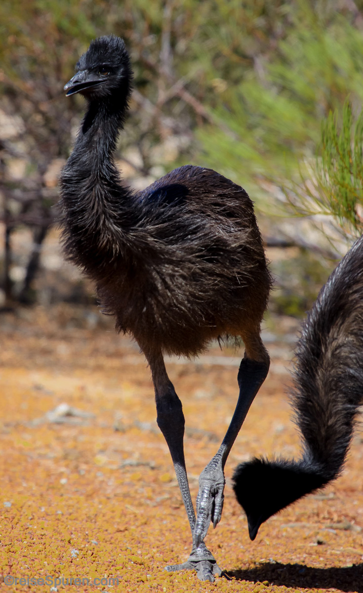 Emu