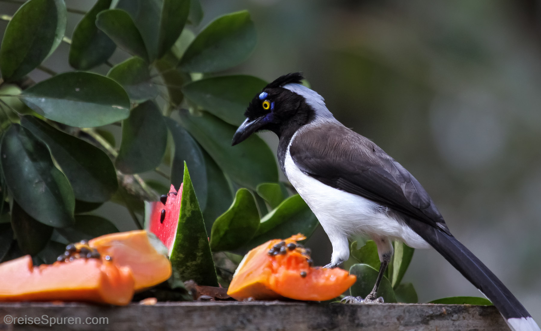 Weißnacken Blaurabe