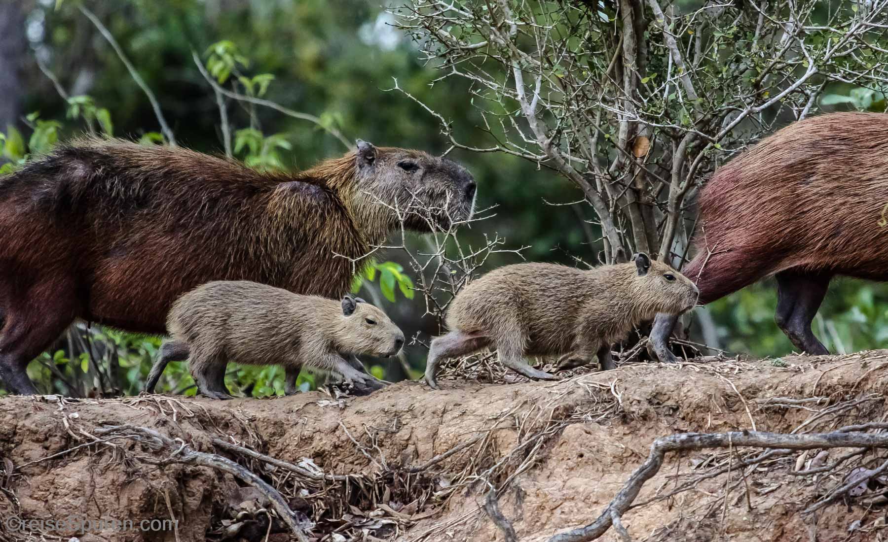 Familie Wasserschwein