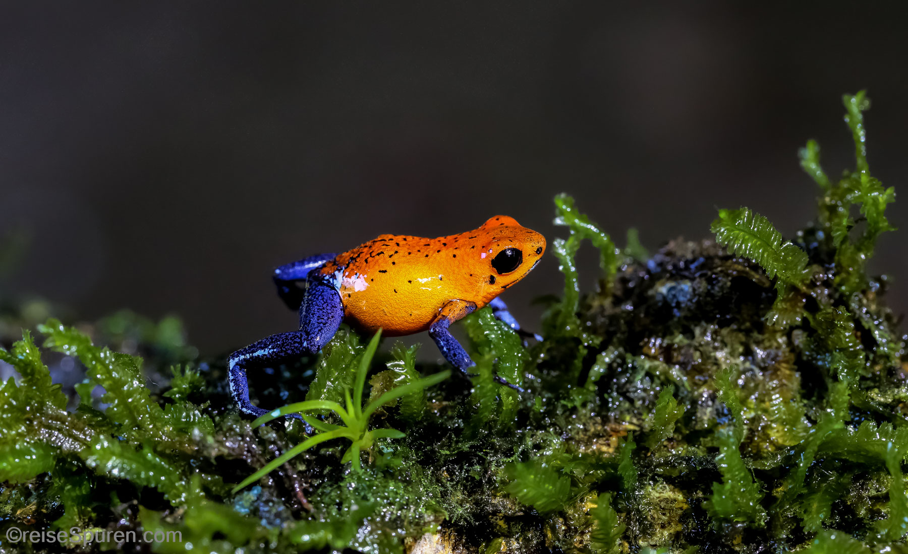 Erdbeerfrosch (Pfeilgiftfrosch)