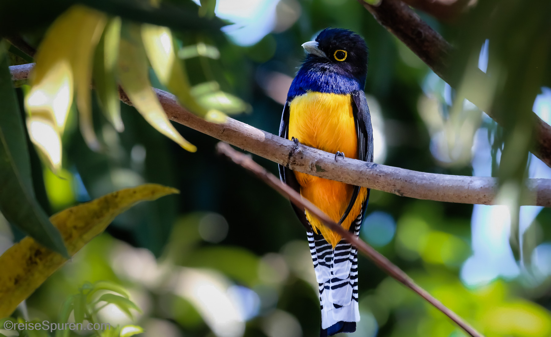 Violaceous Trogon