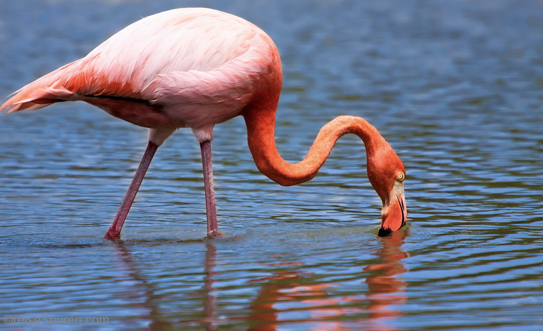 Flamingo