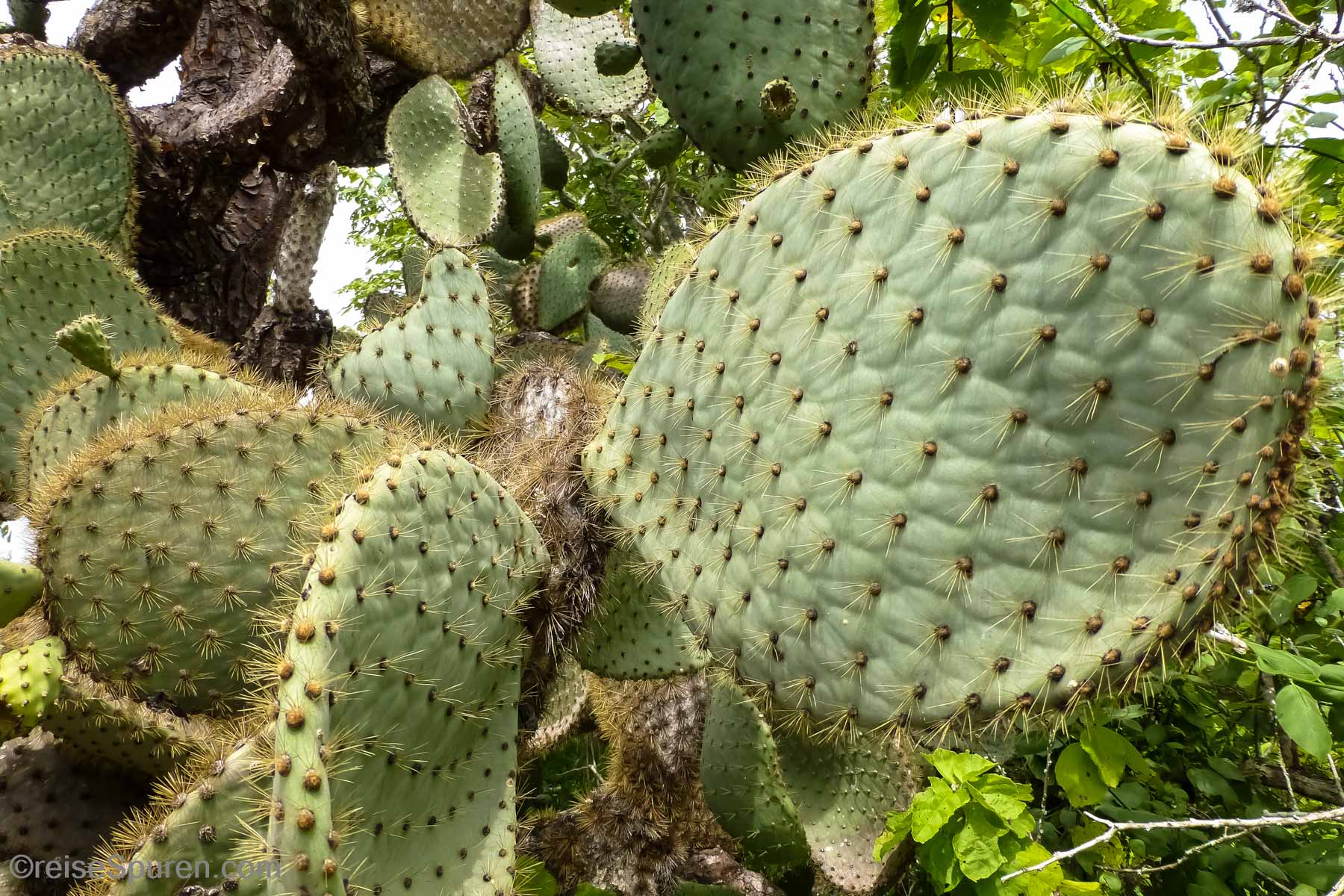 Kakteen an der Charles Darwin Station
