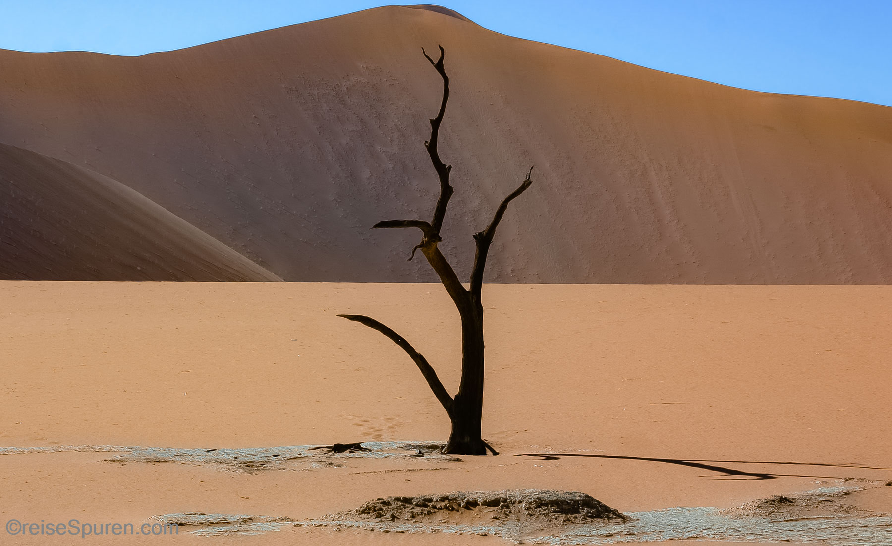 Kameldornakazie und im Hintergrund die höchste Düne: "Big Daddy"