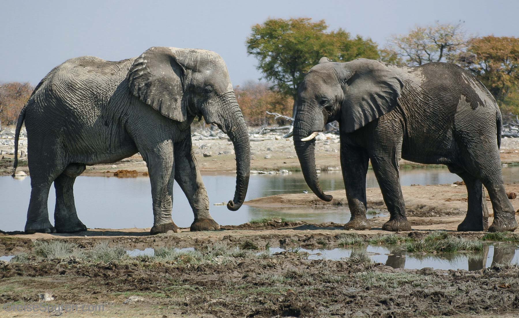 Afrikanische Elefanten