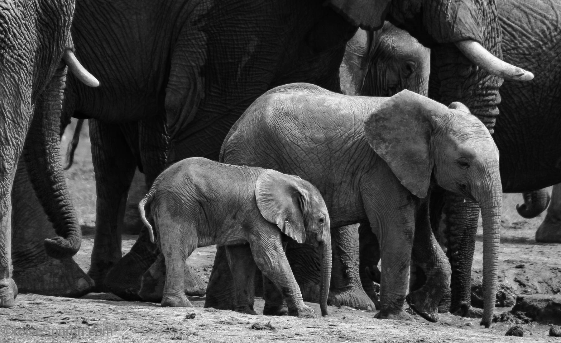 Afrikanische Elefantenbabys