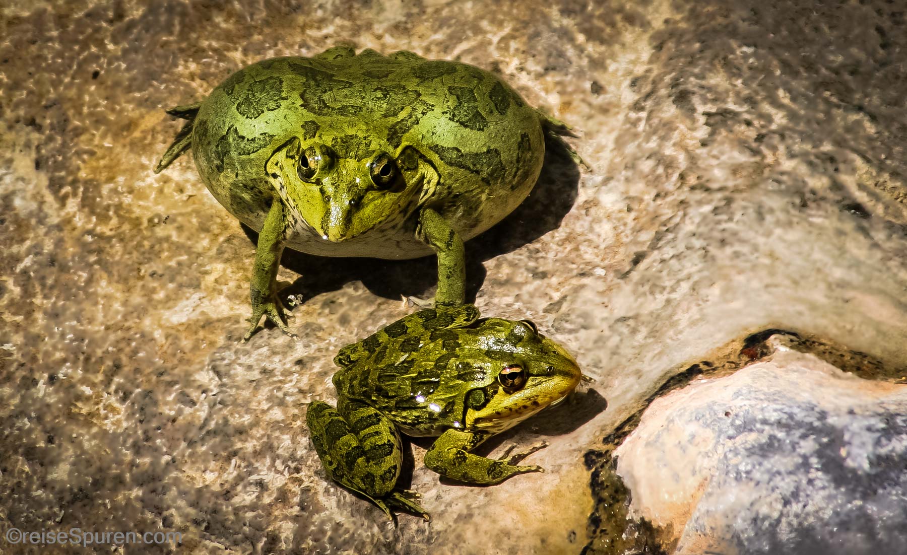 Wasserfrösche