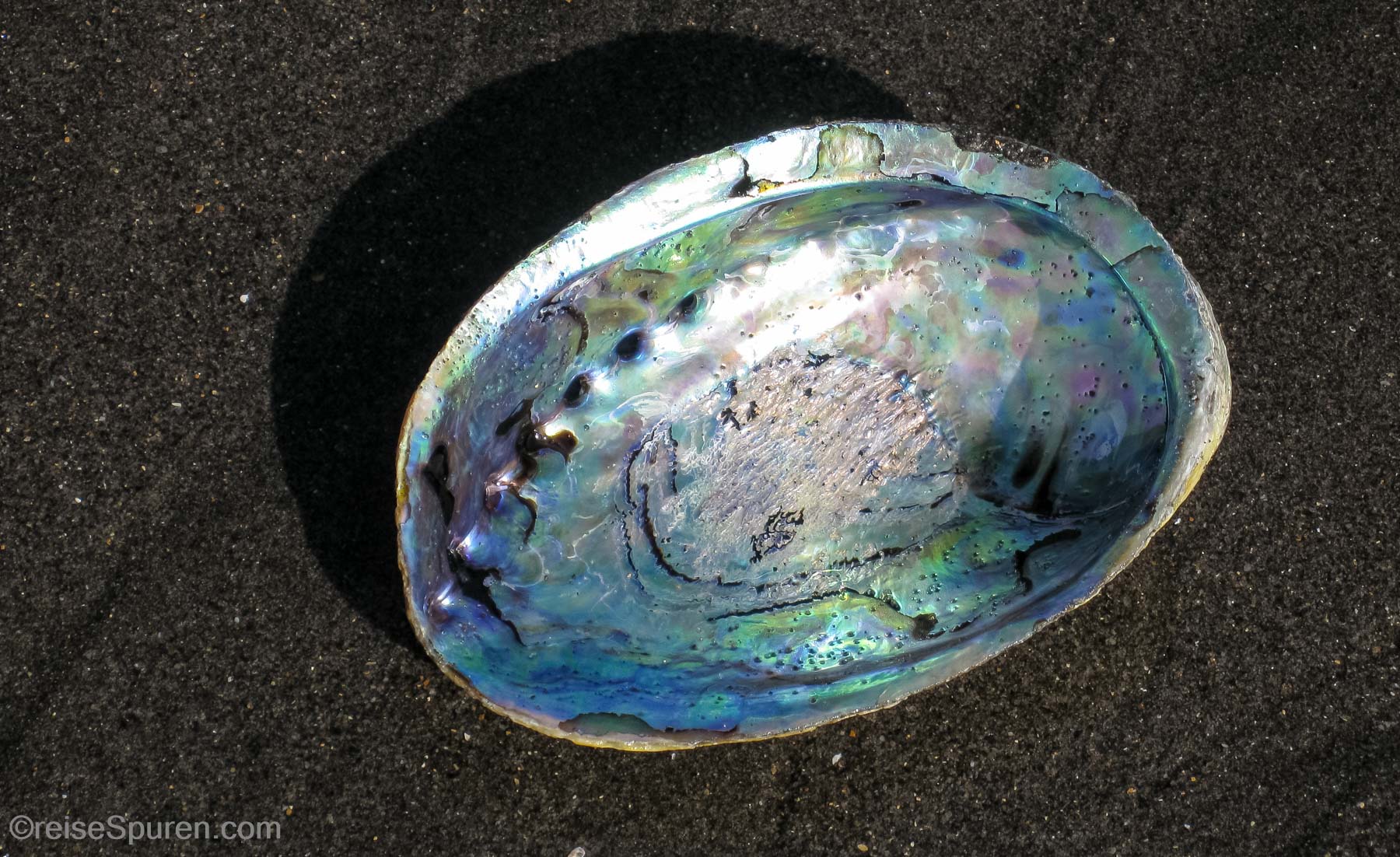 Abalone Schale - Seeschnecke - ...sehr lecker