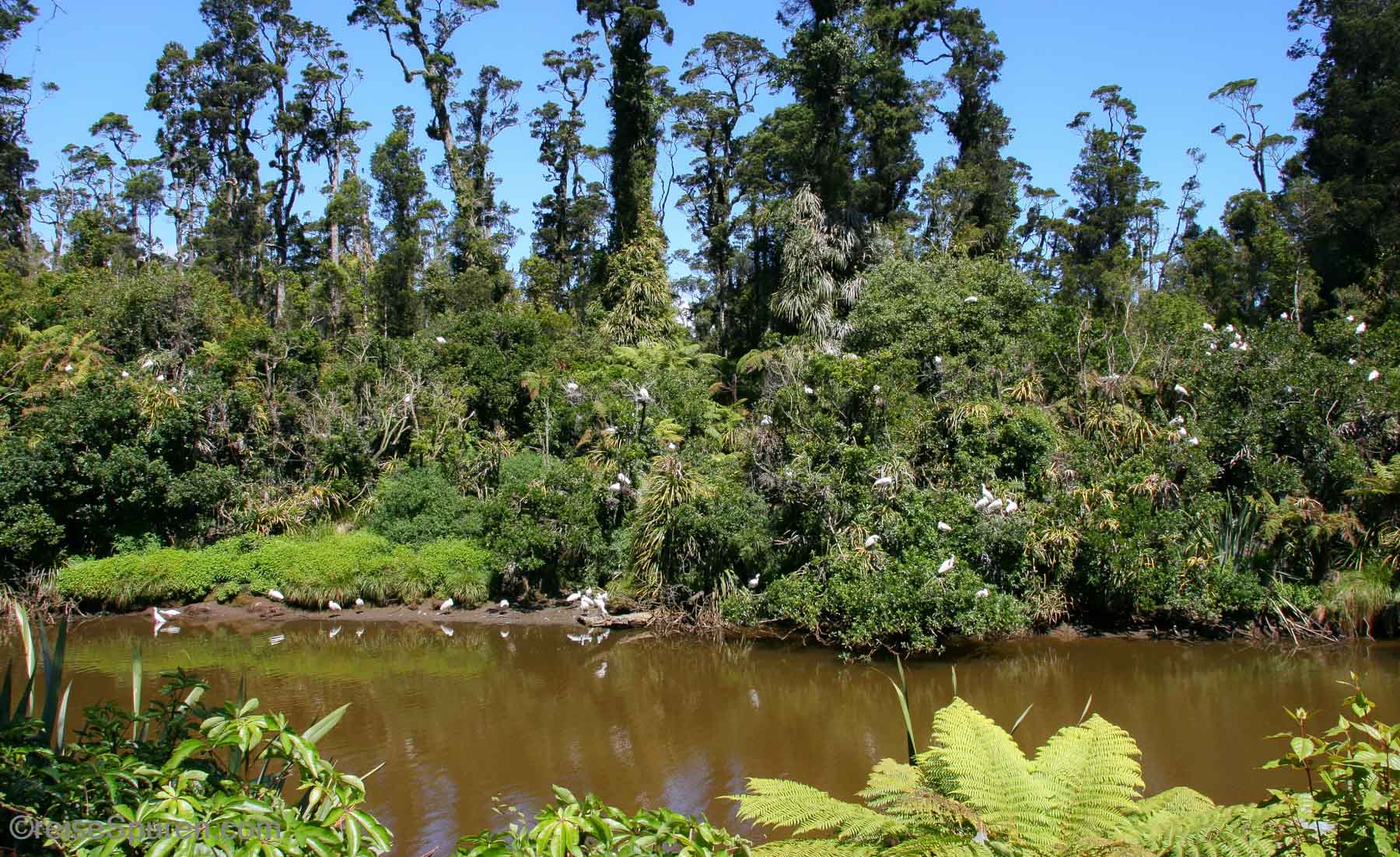 Waitangiroto Nature Reserve