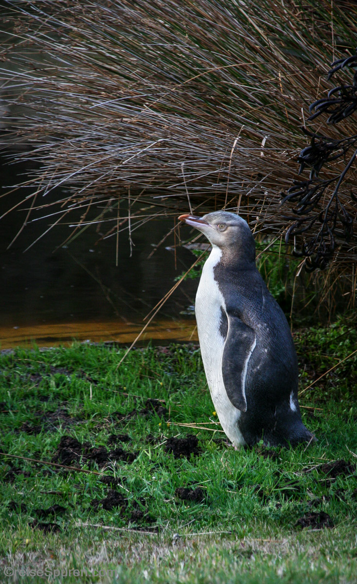 Gelbaugenpinguin