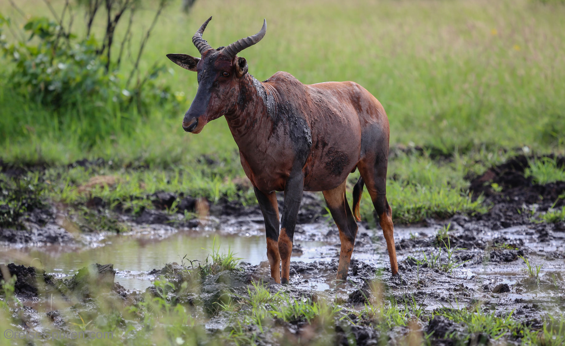 Leierantilope