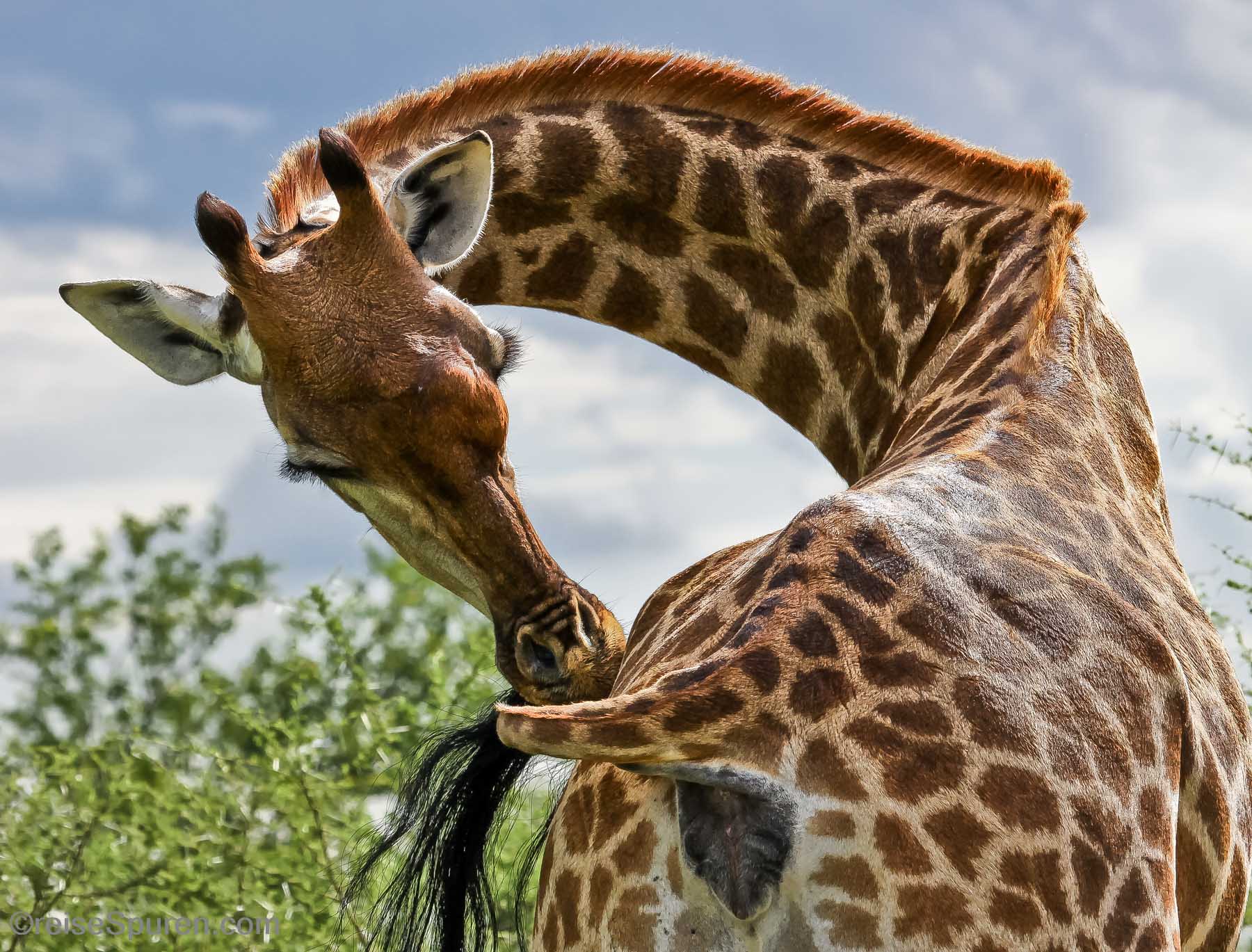 Giraffe
